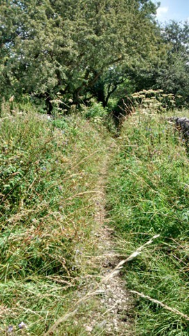 Photo of a narrow path going through vegetation.
